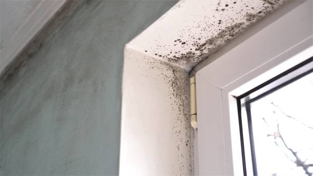 Best Local Mold Removal Service  in Greenport West, NY