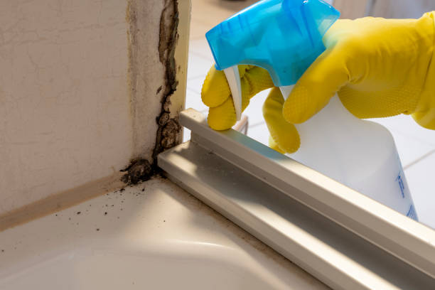 Certified Mold Removal in Greenport West, NY