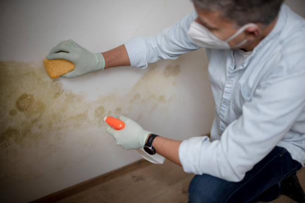 Best Fast Mold Removal  in Greenport West, NY