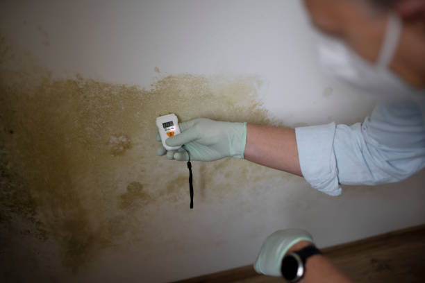Best Mold Damage Repair  in Greenport West, NY