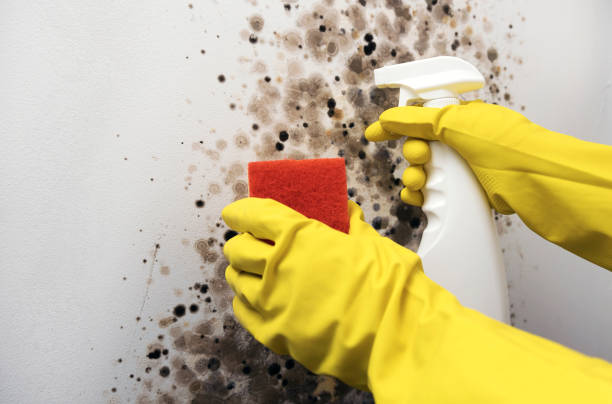 Best Crawl Space Mold Removal  in Greenport West, NY