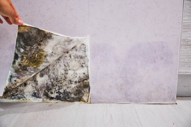 Best Residential Mold Removal  in Greenport West, NY